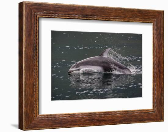 Pacific White-Sided Dolphin (Lagenorhynchus Obliquidens), British Columbia, Canada-Michael Nolan-Framed Photographic Print