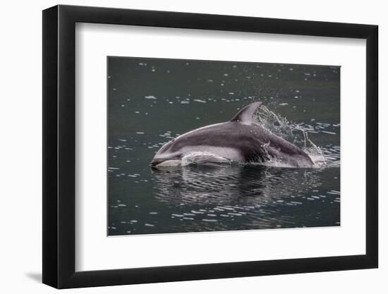 Pacific White-Sided Dolphin (Lagenorhynchus Obliquidens), British Columbia, Canada-Michael Nolan-Framed Photographic Print