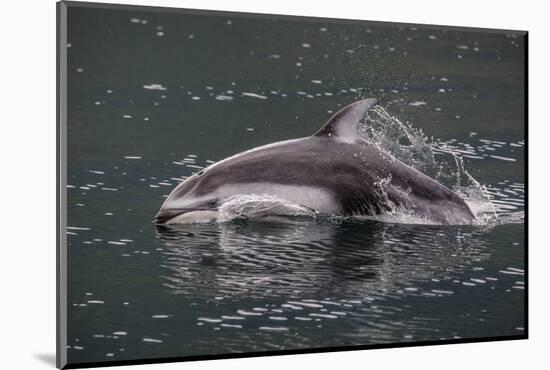 Pacific White-Sided Dolphin (Lagenorhynchus Obliquidens), British Columbia, Canada-Michael Nolan-Mounted Photographic Print