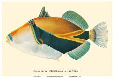 Alaihi (Holocentrus Diadema) - Hawaiian Squirrel Fish - from Fishes of Hawaii-Pacifica Island Art-Art Print