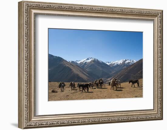 Pack horses cross a small pass near Goyul along the Lasa to Gasa trekking route, Bhutan, Himalayas,-Alex Treadway-Framed Photographic Print