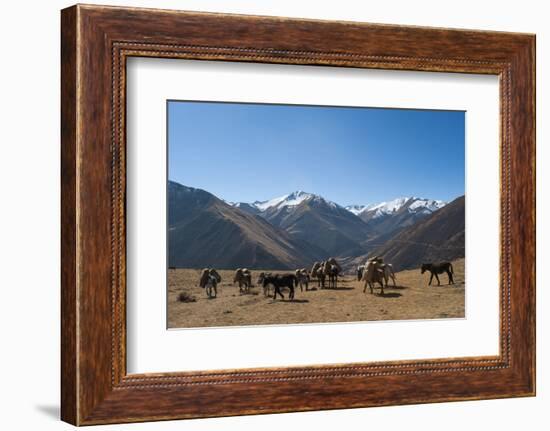 Pack horses cross a small pass near Goyul along the Lasa to Gasa trekking route, Bhutan, Himalayas,-Alex Treadway-Framed Photographic Print