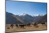 Pack horses cross a small pass near Goyul along the Lasa to Gasa trekking route, Bhutan, Himalayas,-Alex Treadway-Mounted Photographic Print