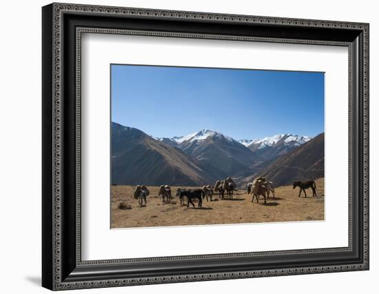 Pack horses cross a small pass near Goyul along the Lasa to Gasa trekking route, Bhutan, Himalayas,-Alex Treadway-Framed Photographic Print