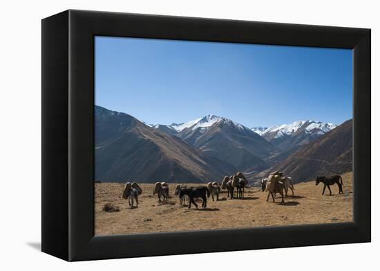 Pack horses cross a small pass near Goyul along the Lasa to Gasa trekking route, Bhutan, Himalayas,-Alex Treadway-Framed Premier Image Canvas