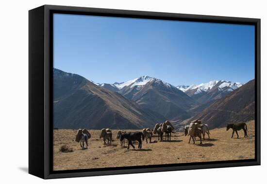 Pack horses cross a small pass near Goyul along the Lasa to Gasa trekking route, Bhutan, Himalayas,-Alex Treadway-Framed Premier Image Canvas