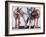 Pack Leaders, 2001-Mark Adlington-Framed Giclee Print