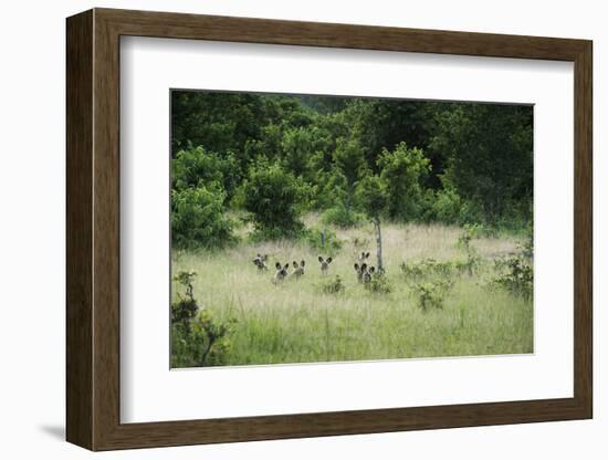 Pack of African Wild Dogs (Painted Dog) (Cape Hunting Dog) (Lycaon Pictus)-Janette Hill-Framed Photographic Print