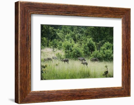 Pack of African Wild Dogs (Painted Dog) (Cape Hunting Dog) (Lycaon Pictus)-Janette Hill-Framed Photographic Print