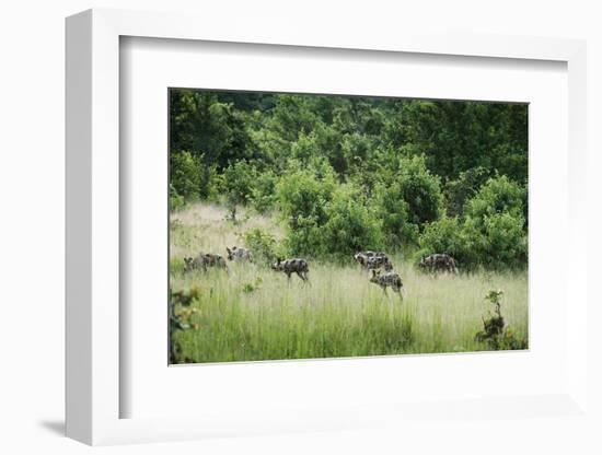 Pack of African Wild Dogs (Painted Dog) (Cape Hunting Dog) (Lycaon Pictus)-Janette Hill-Framed Photographic Print