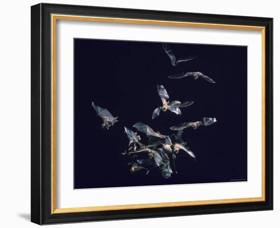 Pack of Spear Nosed Bats in Flight at Yale's Kline Biology Lab-Nina Leen-Framed Photographic Print