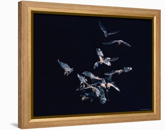 Pack of Spear Nosed Bats in Flight at Yale's Kline Biology Lab-Nina Leen-Framed Premier Image Canvas