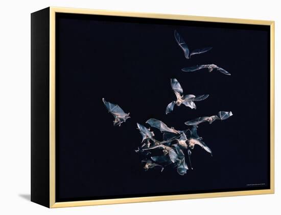 Pack of Spear Nosed Bats in Flight at Yale's Kline Biology Lab-Nina Leen-Framed Premier Image Canvas