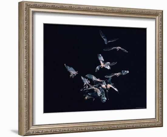 Pack of Spear Nosed Bats in Flight at Yale's Kline Biology Lab-Nina Leen-Framed Photographic Print