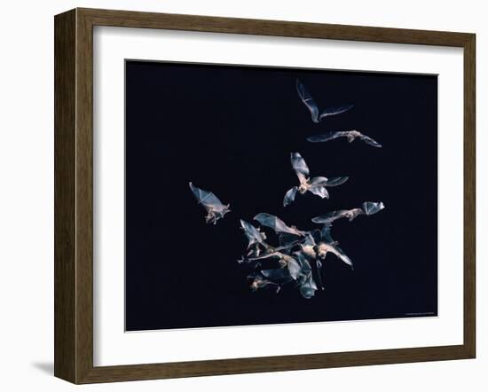 Pack of Spear Nosed Bats in Flight at Yale's Kline Biology Lab-Nina Leen-Framed Photographic Print