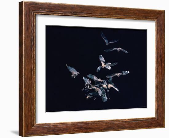 Pack of Spear Nosed Bats in Flight at Yale's Kline Biology Lab-Nina Leen-Framed Photographic Print