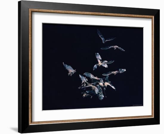 Pack of Spear Nosed Bats in Flight at Yale's Kline Biology Lab-Nina Leen-Framed Photographic Print