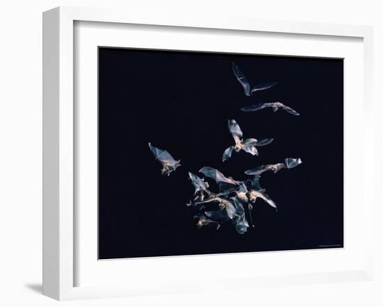 Pack of Spear Nosed Bats in Flight at Yale's Kline Biology Lab-Nina Leen-Framed Photographic Print