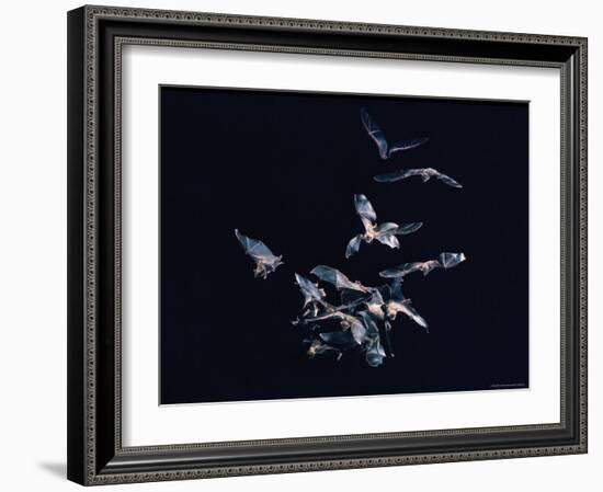 Pack of Spear Nosed Bats in Flight at Yale's Kline Biology Lab-Nina Leen-Framed Photographic Print