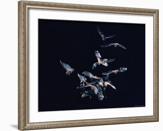 Pack of Spear Nosed Bats in Flight at Yale's Kline Biology Lab-Nina Leen-Framed Photographic Print