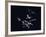 Pack of Spear Nosed Bats in Flight at Yale's Kline Biology Lab-Nina Leen-Framed Photographic Print