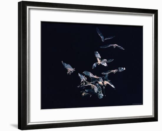 Pack of Spear Nosed Bats in Flight at Yale's Kline Biology Lab-Nina Leen-Framed Photographic Print