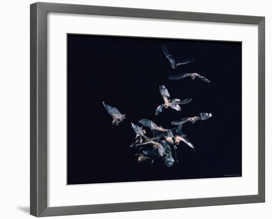 Pack of Spear Nosed Bats in Flight at Yale's Kline Biology Lab-Nina Leen-Framed Photographic Print