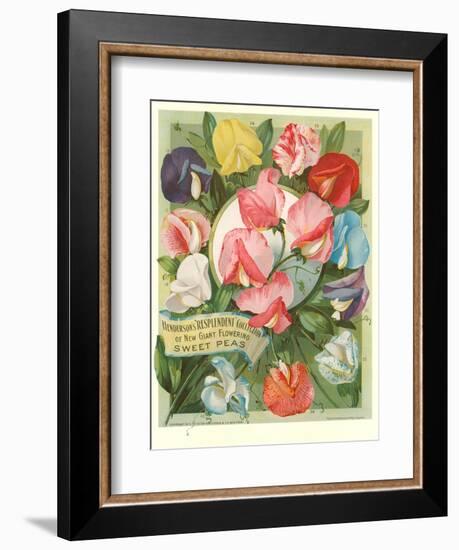 Packet of Sweet Pea Seeds-null-Framed Art Print