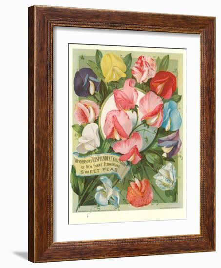 Packet of Sweet Pea Seeds-null-Framed Art Print