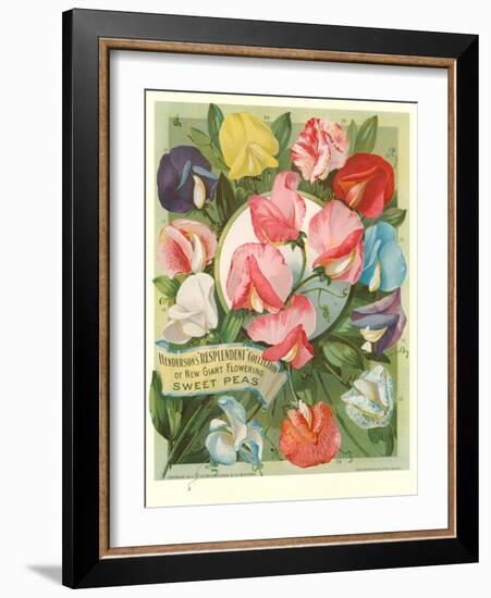 Packet of Sweet Pea Seeds-null-Framed Art Print