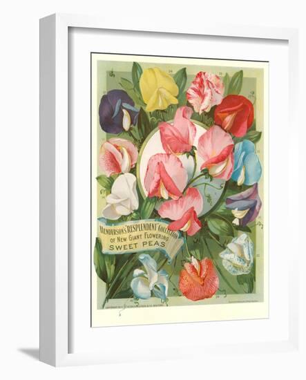 Packet of Sweet Pea Seeds-null-Framed Art Print