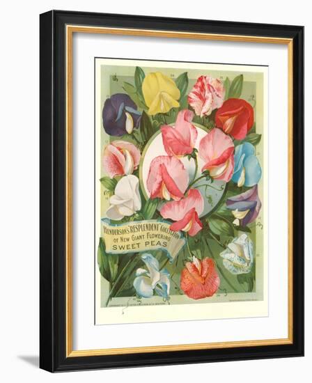 Packet of Sweet Pea Seeds-null-Framed Art Print