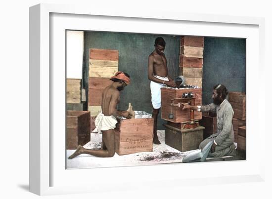 Packing and Weighing Tea for Export on a Ceylon (Sri Lank) Estate, 1905-null-Framed Giclee Print