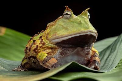 Pacman Frog or Toad, South American 