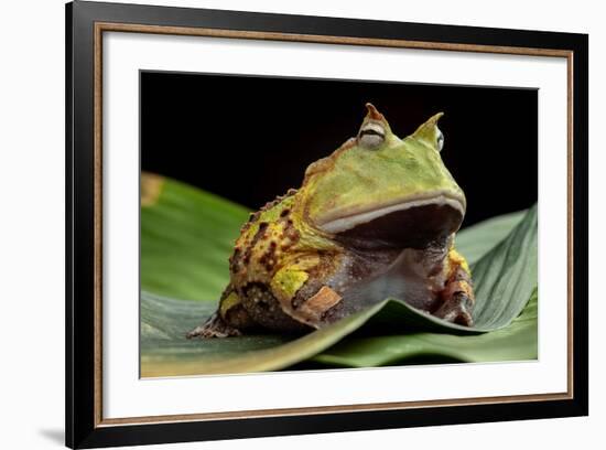 Pacman Frog Or Toad-kikkerdirk-Framed Photographic Print