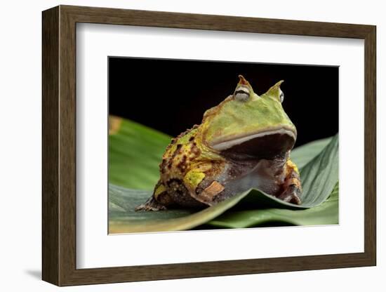 Pacman Frog Or Toad-kikkerdirk-Framed Photographic Print