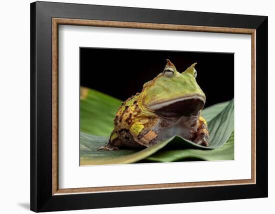 Pacman Frog Or Toad-kikkerdirk-Framed Photographic Print