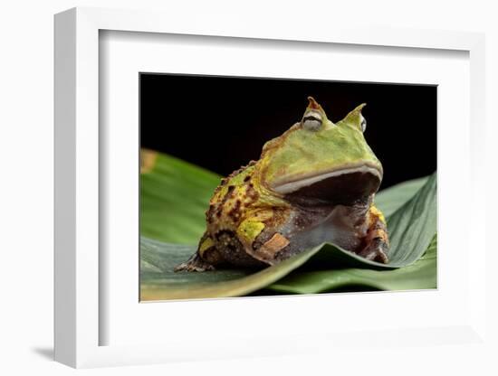 Pacman Frog Or Toad-kikkerdirk-Framed Photographic Print