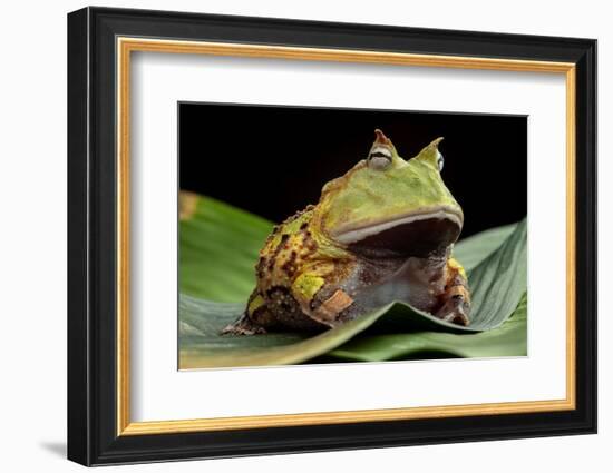 Pacman Frog Or Toad-kikkerdirk-Framed Photographic Print