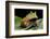 Pacman Frog Or Toad-kikkerdirk-Framed Photographic Print