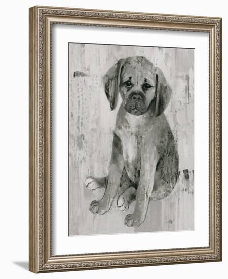 Paco in Grey Tones-Albena Hristova-Framed Art Print