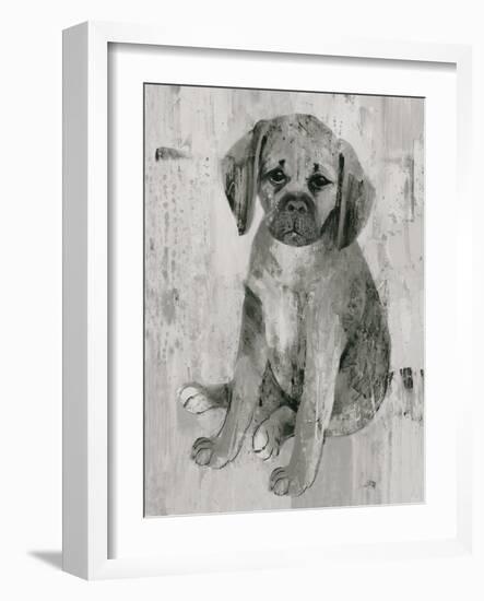 Paco in Grey Tones-Albena Hristova-Framed Art Print