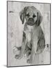 Paco in Grey Tones-Albena Hristova-Mounted Art Print