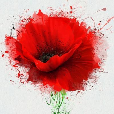 Beautiful Red Poppy, Closeup on a White Background, with Elements of the  Sketch and Spray Paint, As' Art Print - Pacrovka