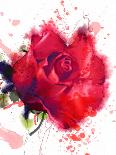Red Rose. Watercolor-Pacrovka-Photographic Print