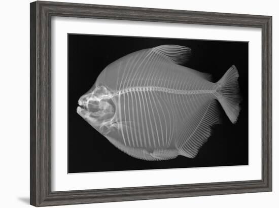 Pacu-Sandra J. Raredon-Framed Art Print