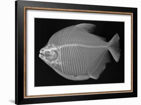 Pacu-Sandra J. Raredon-Framed Art Print