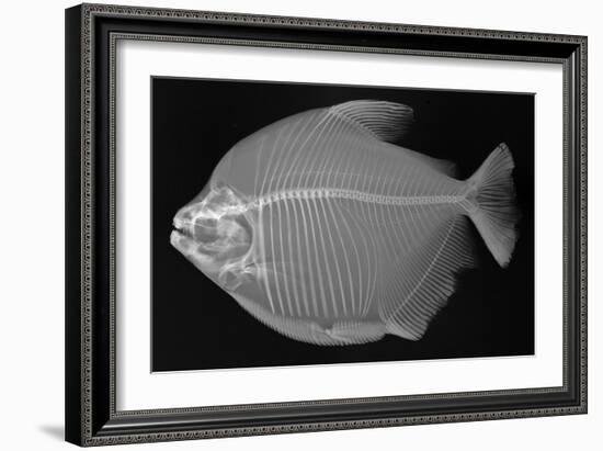 Pacu-Sandra J. Raredon-Framed Art Print