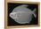 Pacu-Sandra J. Raredon-Framed Stretched Canvas