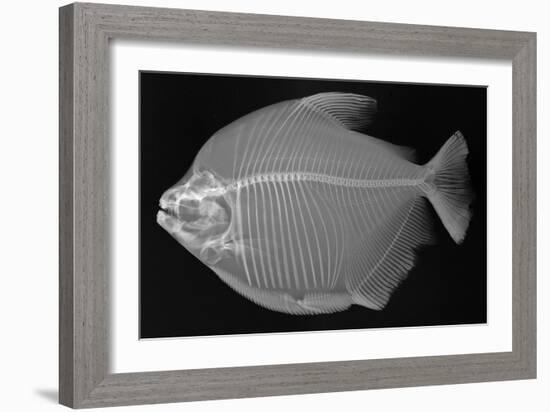 Pacu-Sandra J. Raredon-Framed Premium Giclee Print